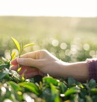 Agroalimentaire  modernisation data platform (cloud) et reporting décisionnel – SBI